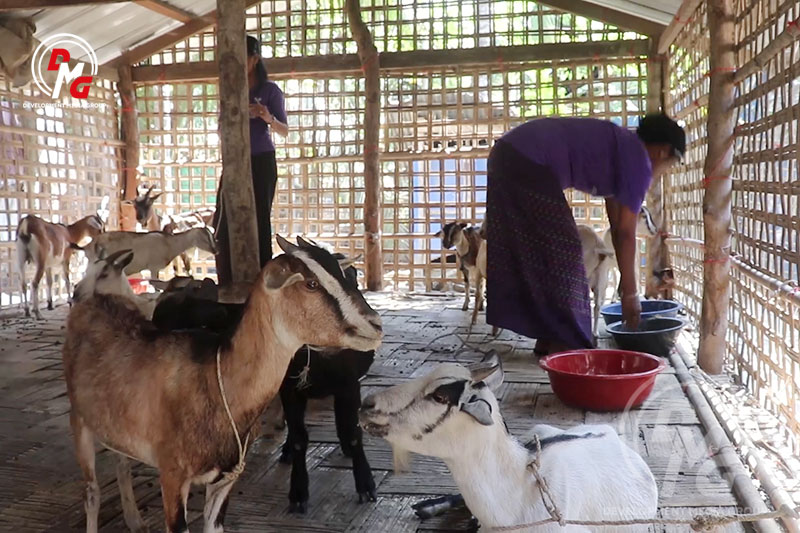 A small-scale goat farm in Aukpikethe Village, Kyauktaw Township, in February 2023.